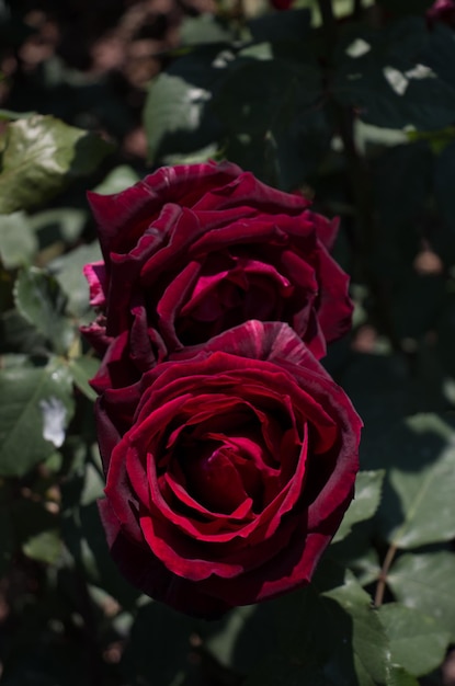 Blooming beautiful colorful roses in the garden