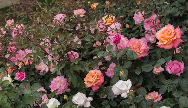 Blooming beautiful colorful roses in the garden