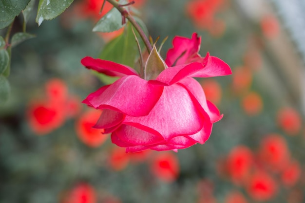 Blooming beautiful colorful roses in the garden