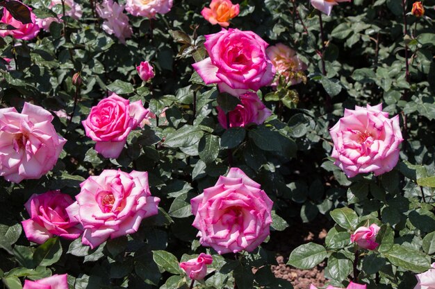 Blooming beautiful colorful roses in the garden