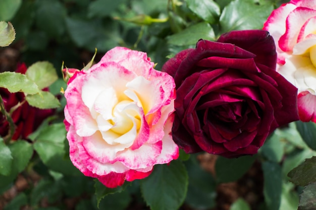 Blooming beautiful colorful roses in the garden