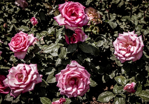 Blooming beautiful colorful roses in the garden