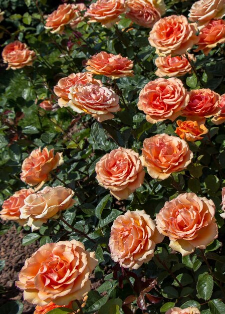 Blooming beautiful colorful roses in the garden