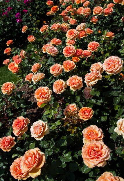 Blooming beautiful colorful roses in the garden