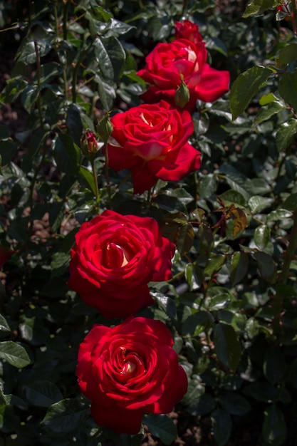 Blooming beautiful colorful roses in the garden