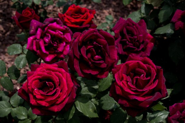 Blooming beautiful colorful roses in the garden