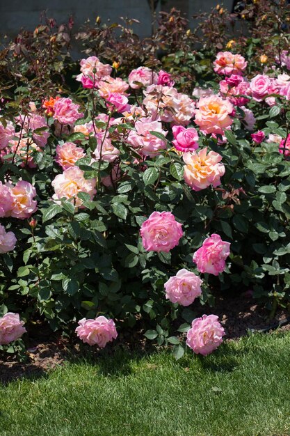 Blooming beautiful colorful roses in the garden