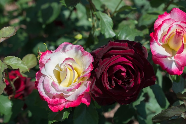 Blooming beautiful colorful roses in the garden