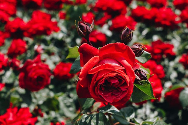 Blooming beautiful colorful roses in the garden