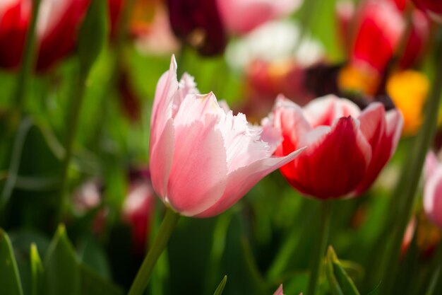 Blooming beautiful colorful tulips flower in spring time