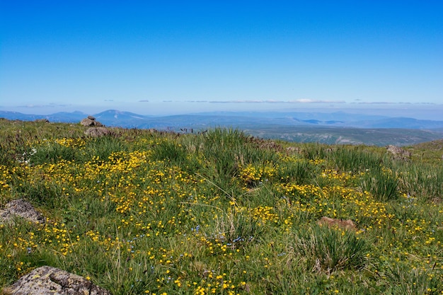 Blooming beautiful colorful wild flowers in view