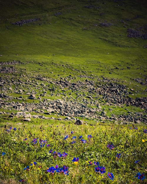 Blooming beautiful colorful wild flowers in view