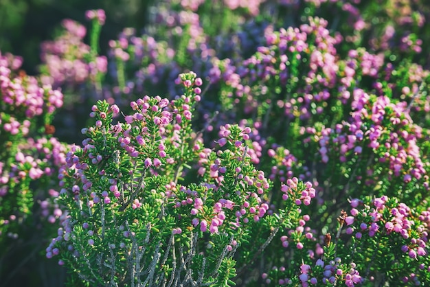 Blooming of beautiful heather flowers in Greece, natural seasonal vintage hipster floral background