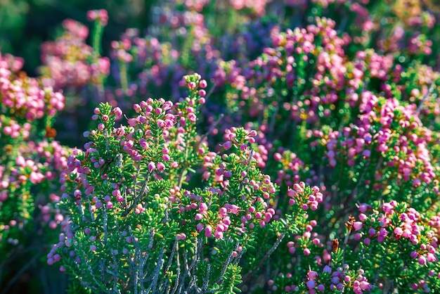 Blooming of beautiful heather flowers in Greece natural seasonal vintage hipster floral background