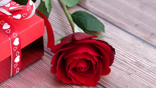 Blooming beautiful red rose and red present box 