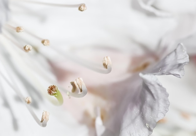 Photo blooming beautiful white flower of rhododendron in spring garden floral background