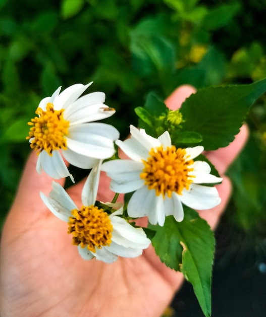 Photo the blooming bidens alba flower or spanish needle flower is suitable for background or wallpaper