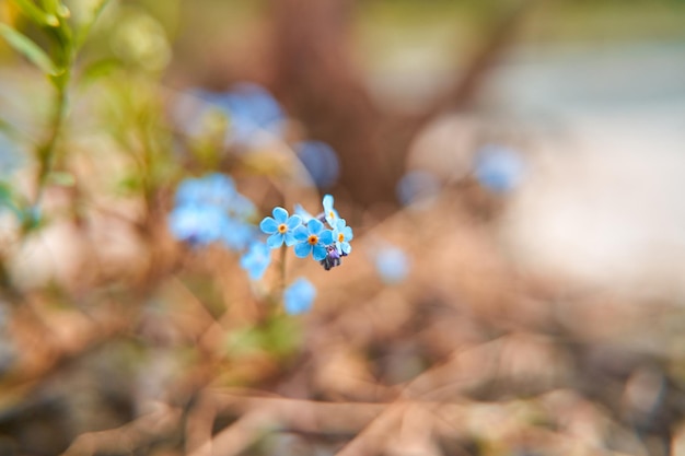 Blooming blue forget-me-not flowers in a forest glade.