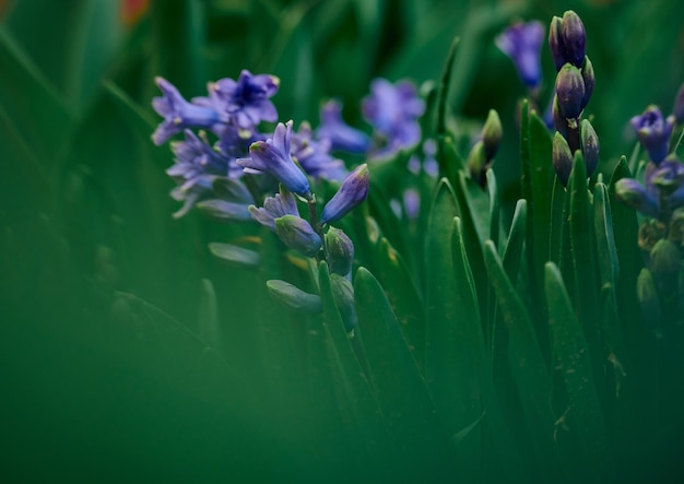 Blooming blue hyacinth in the garden on a summer sunny afternoon selective focus