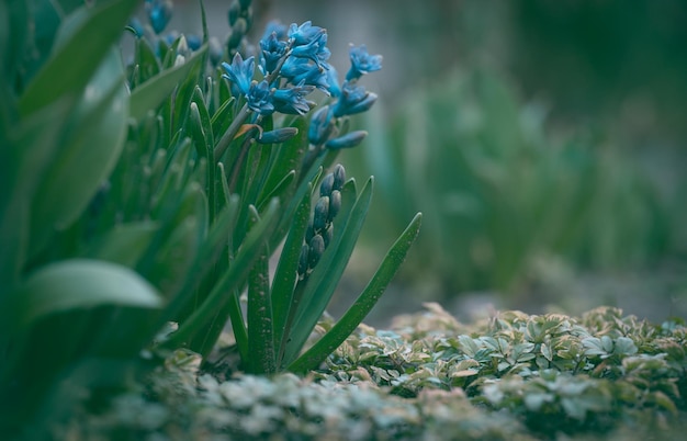 Blooming blue hyacinth in the garden on a summer sunny afternoon selective focus