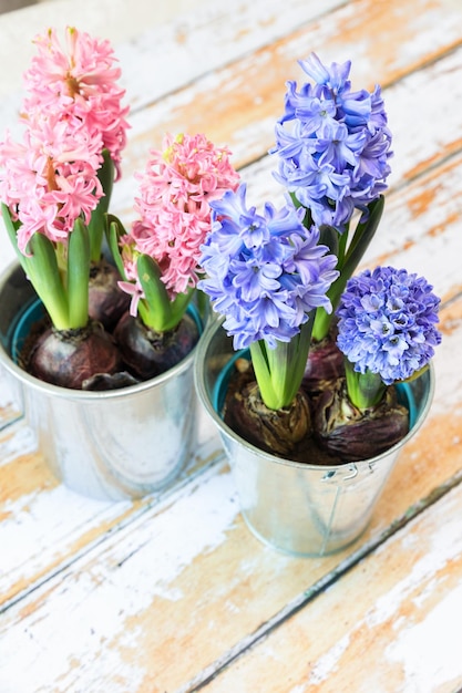 Blooming blue and pink hyacinth bulbs in a pretty metal pot