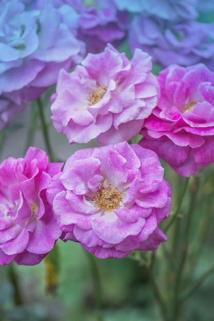 Blooming Blue River roses on the bush in rose garden