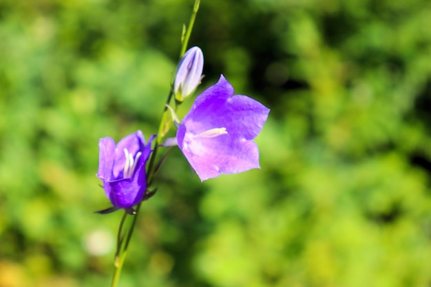 Blooming bluebells open buds nectar and pollen