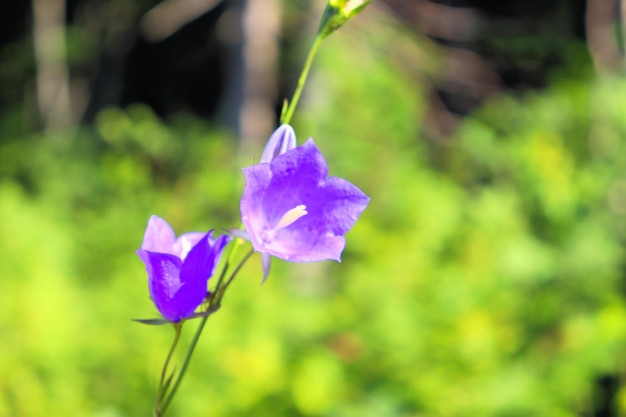 Blooming bluebells open buds nectar and pollen