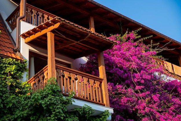 Blooming bougainvillea at the balcony's fence wooden balcony with pink bougainvillea flowers