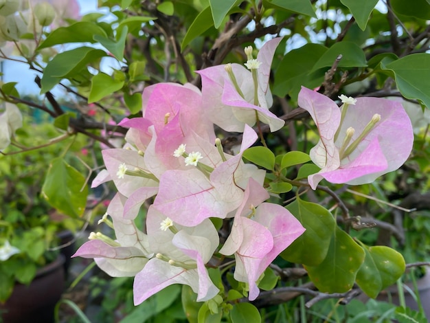 Blooming bougainvillea flowers background Bright bougainvillea flowers as a floral background