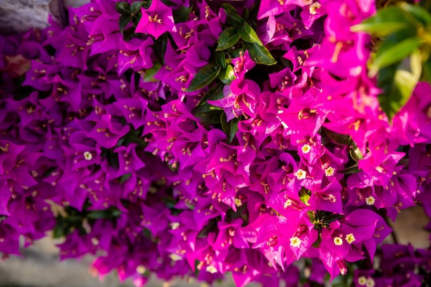 Blooming bougainvillea flowers background Bright pink magenta flowers as a floral background genus of thorny ornamental vines bushes and trees belonging to the family Nyctaginaceae