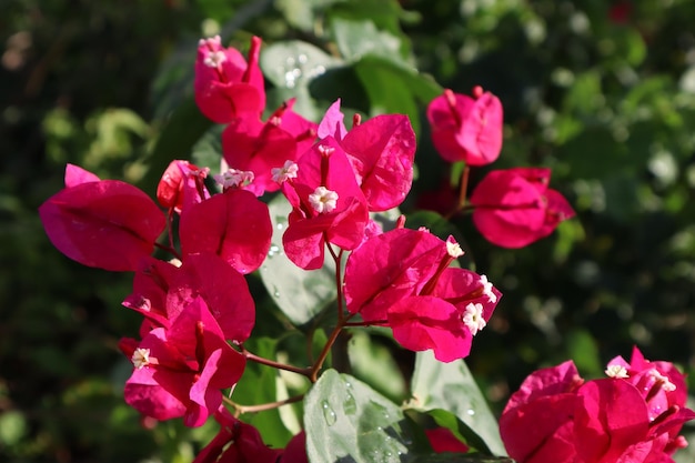 blooming bougainvillea flowers background floral