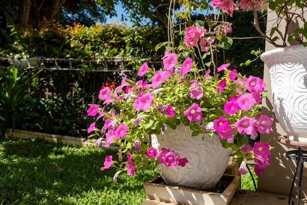 Blooming bougainvillea or paper flower in white pot.