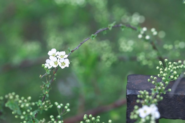 Blooming branch in the garden