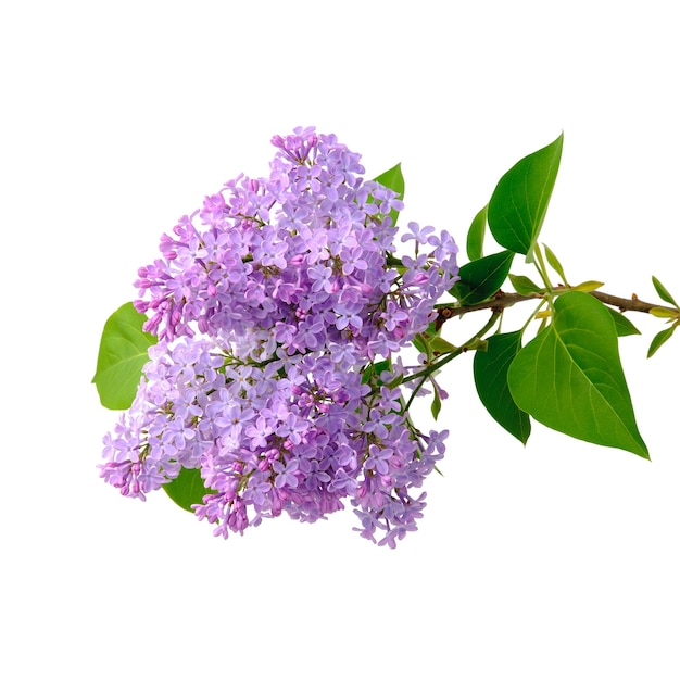 Blooming branch of lilac with many small flowers holding on a wooden trunk along with green leaves