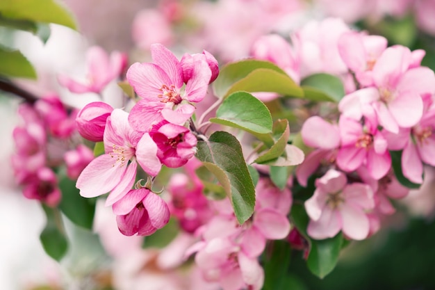 Blooming branch with pink blossoming flowers on a delicate pink background with sparkles Copy space