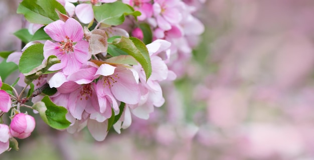 Blooming branch with pink blossoming flowers on a delicate pink background with sparkles Copy space