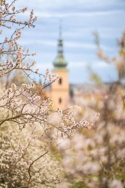 Blooming branches covered flowers picturesque cityscape prague in spring time flowering apple park p