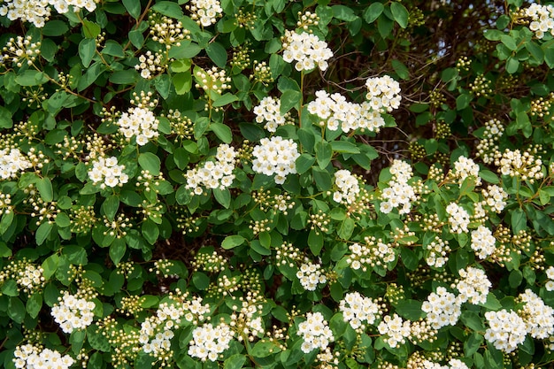 The Blooming Bride is an unpretentious flowering bush of Wangutta spirea