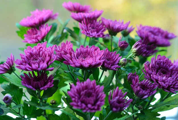 blooming bright chrysanthemums in the garden close-up