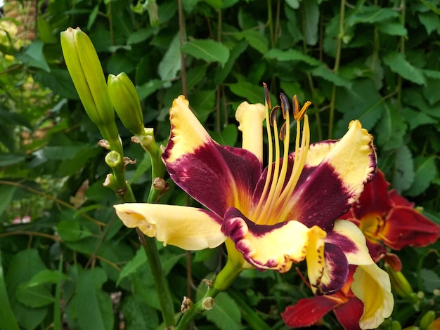 Photo blooming bright lily hemerocallis in green garden variety day lily bud close up