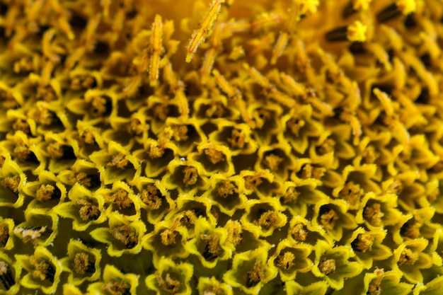 Blooming bright yellow sunflower flower on a summer day close-up macro photography