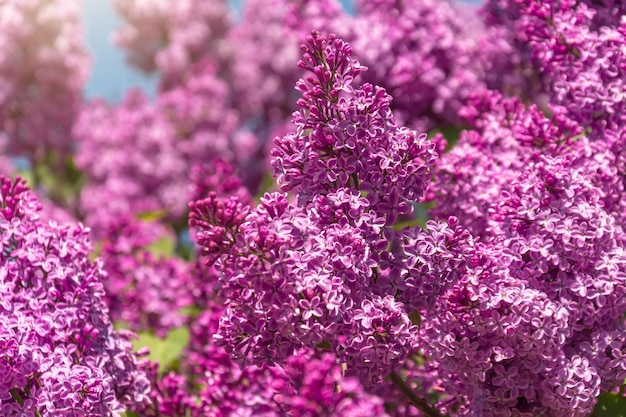 Blooming brush of lilac bush purple color against the blue sky