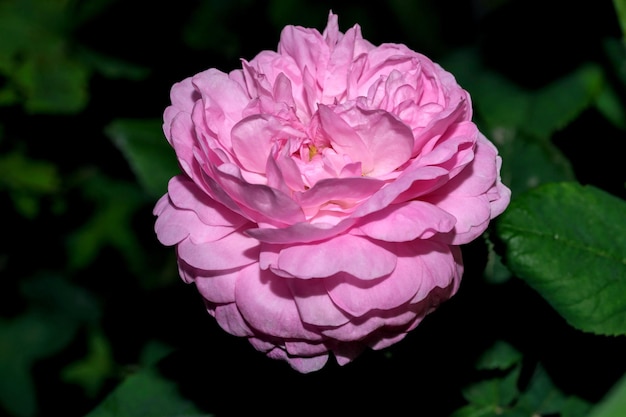 Blooming bud of pink rose