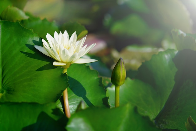 Blooming and budding beautiful white lotus or water lily flower.