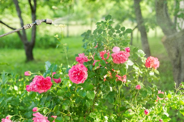 Blooming bush with drops of the drug from pests and fungal diseases. Spraying rose bush against pests.