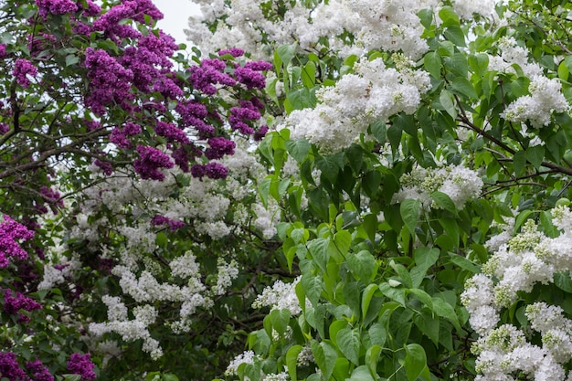 Blooming bushes of white and purple lilacs. Raindrops on white lilac leaves.