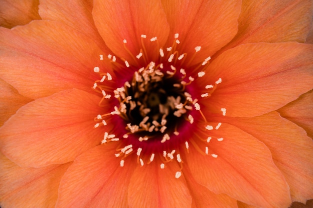 Blooming Cactus Flower Full Frame Orange Color