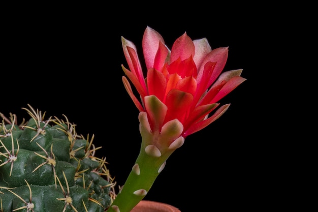 Blooming Cactus Flower Gymnocalycium Baldianum Red Color