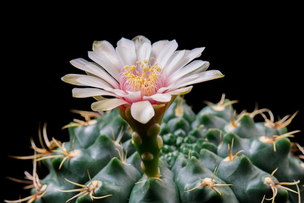 Blooming Cactus Flower Gymnocalycium Baldianum White Color